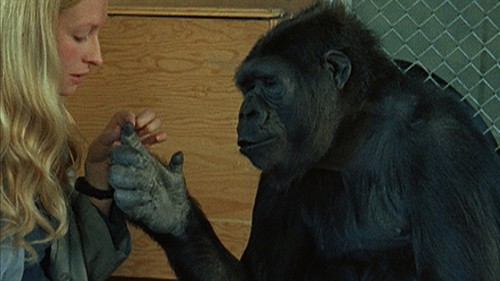 oh koko_thumb.jpg